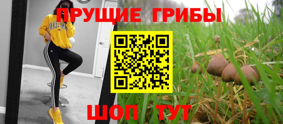 Вышний Волочёк  Галлюциногенные грибы Psilocybine cubensis  Галлюциногенные грибы прущие грибы  Вход с VPN 